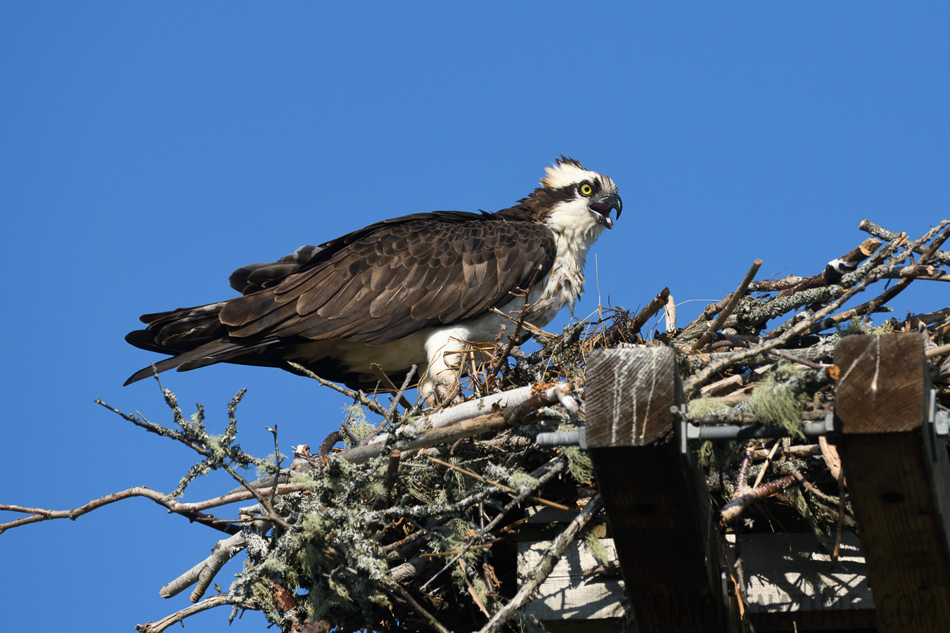 Pandion haliaetus carolinensis [400 mm, 1/1600 sec at f / 9.0, ISO 800]